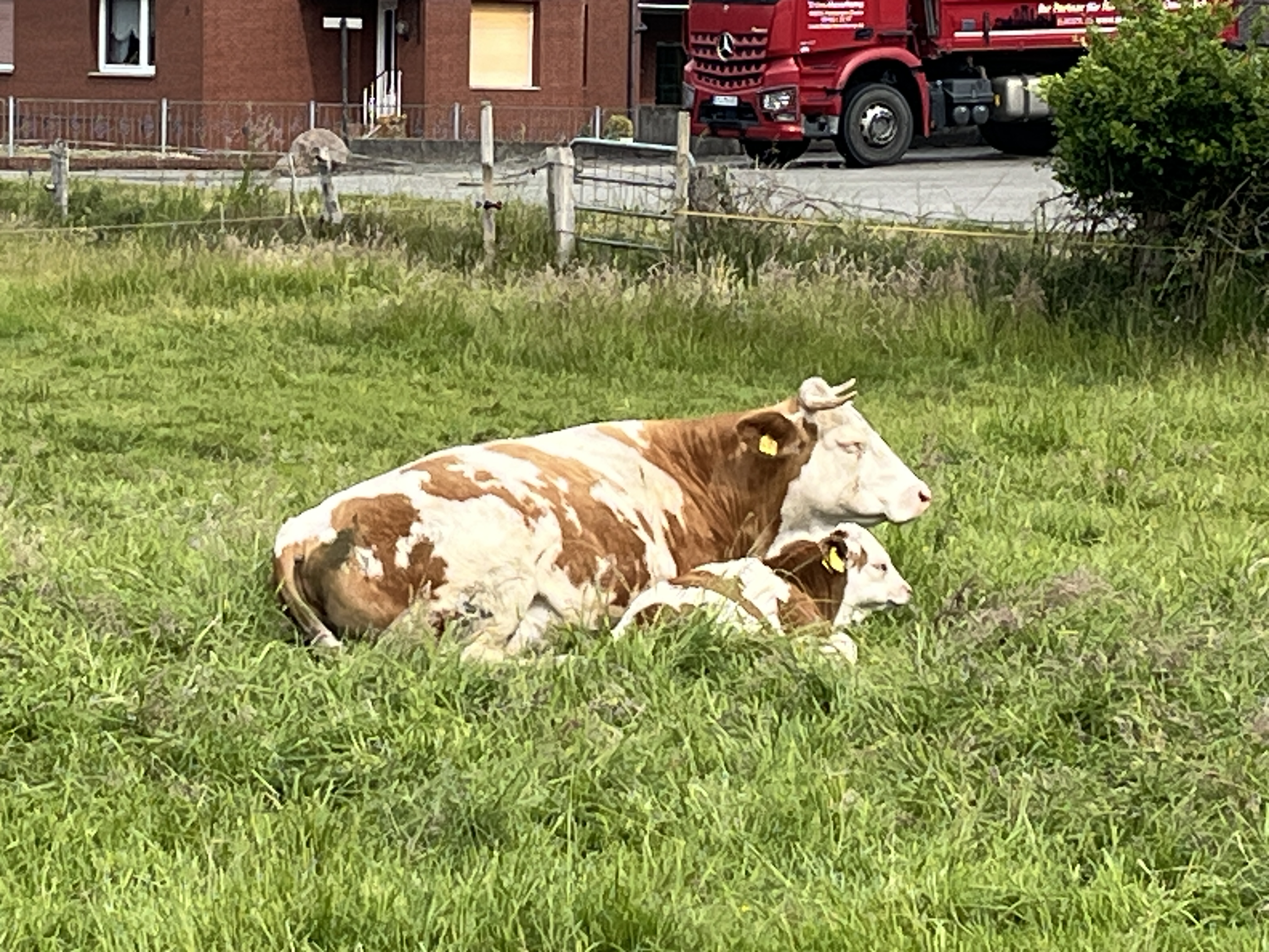 250612 Antibrumm 0152x0553
