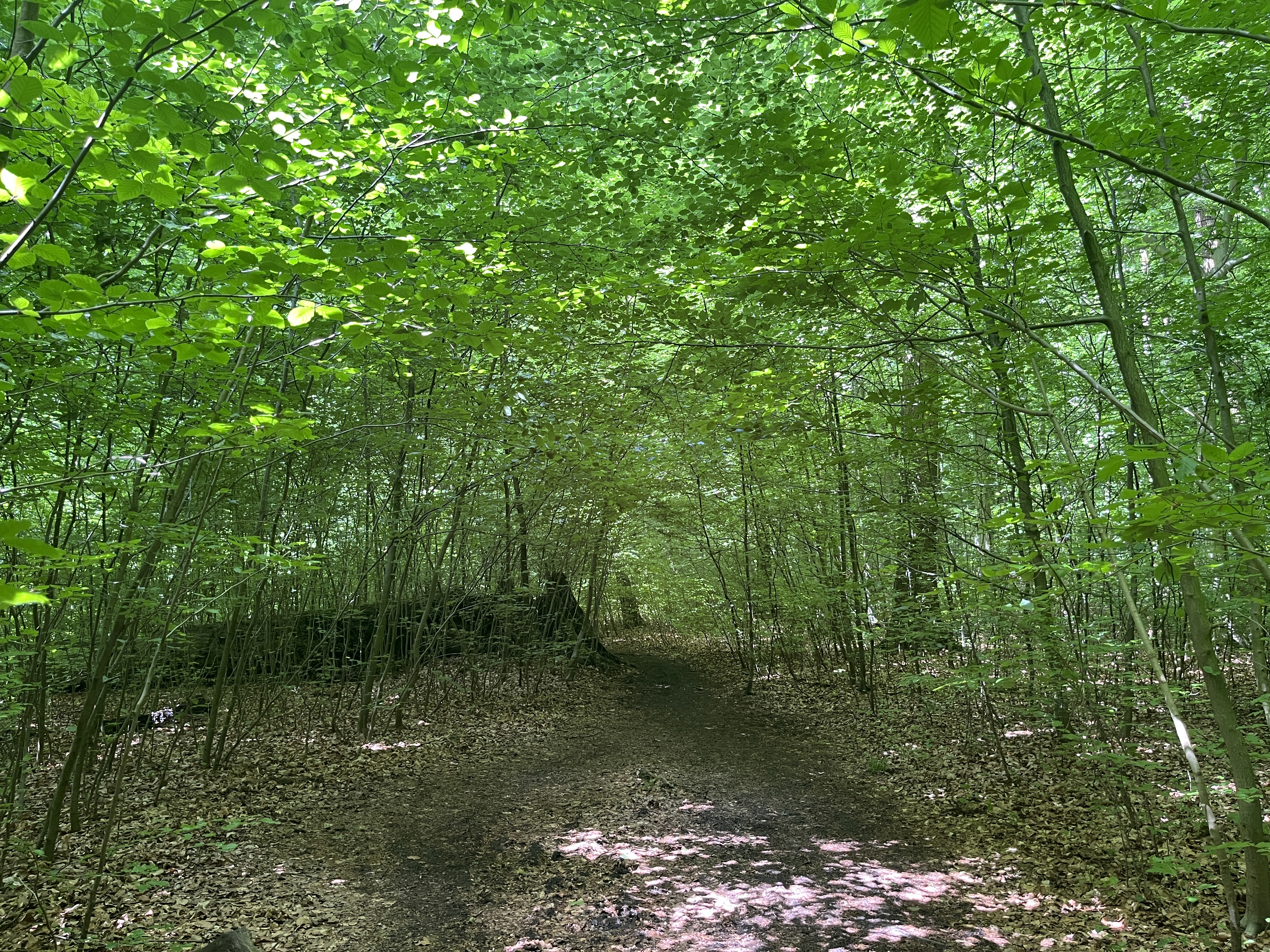 IMG_8031