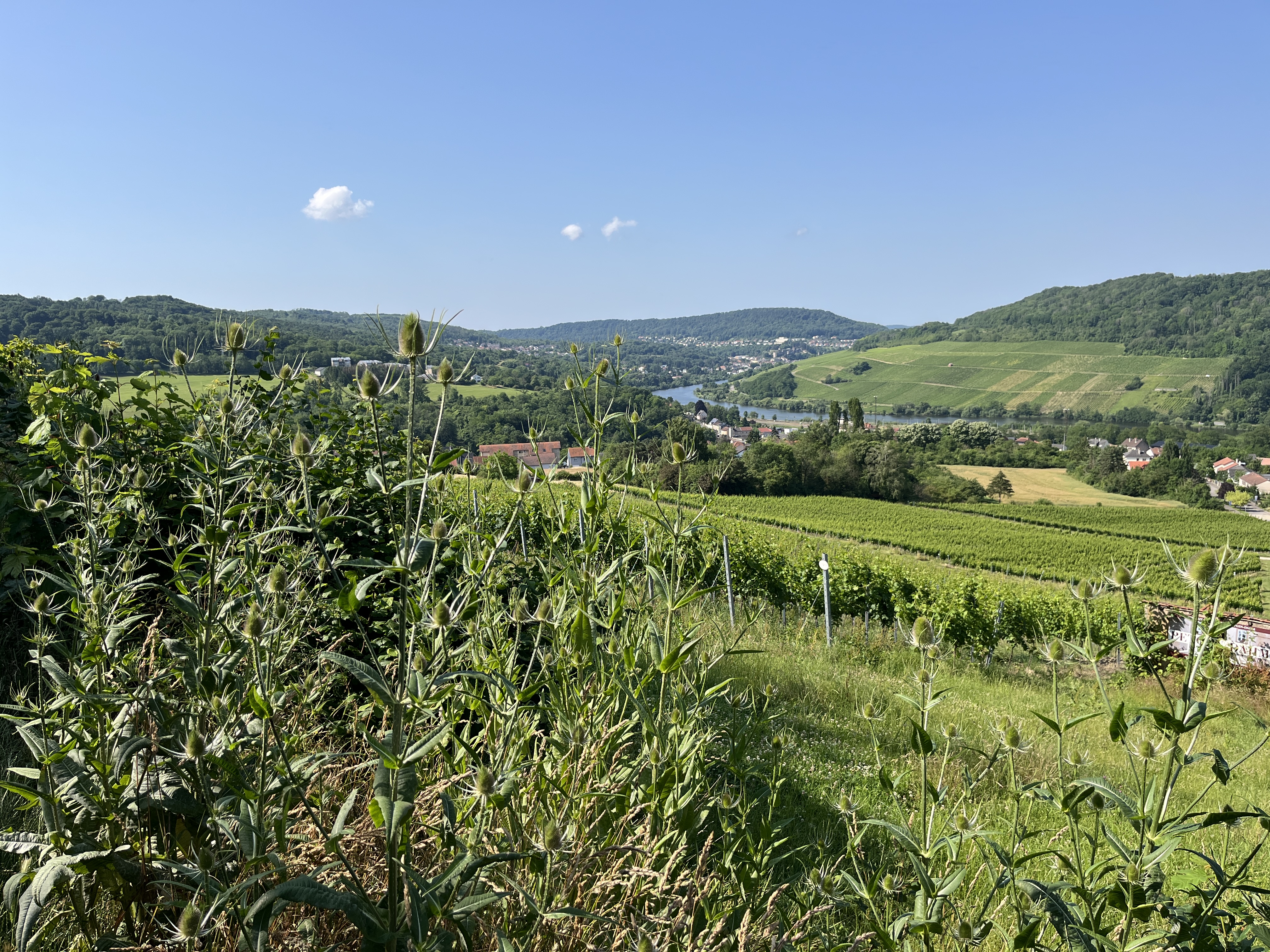 IMG_8498